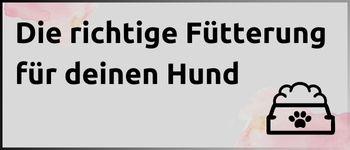 Grafik - Die richtige Fütterung für deinen Hund